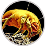ant